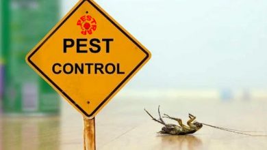Affordable Pest Control Lahore