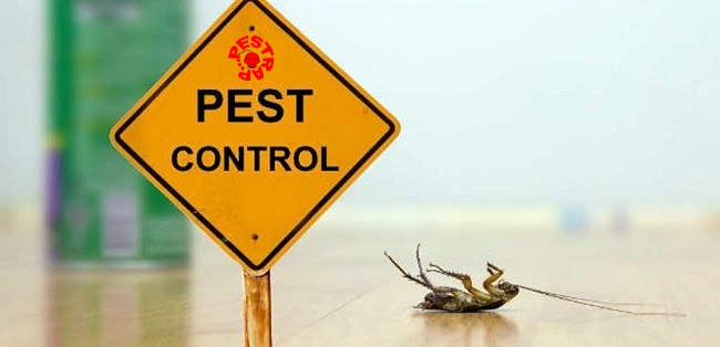 Affordable Pest Control Lahore