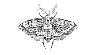 How To Draw A Moth Step by Step Butterfly Drawing