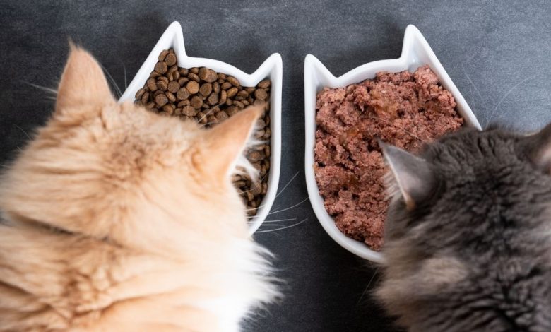 How to Find the Best Low Carb Kitten Food for Your Fluffy Friend