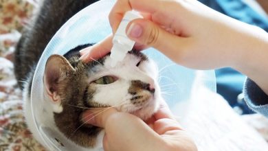 How to Make Cat Eye Drops - Perfecting Your Technique