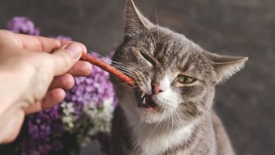 How to get your cat to eat your food! A user's experience!