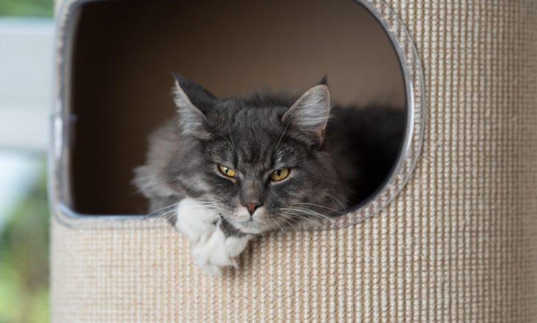 The Best Litter Box Furniture to Keep Your Cat's Litter Area Clean