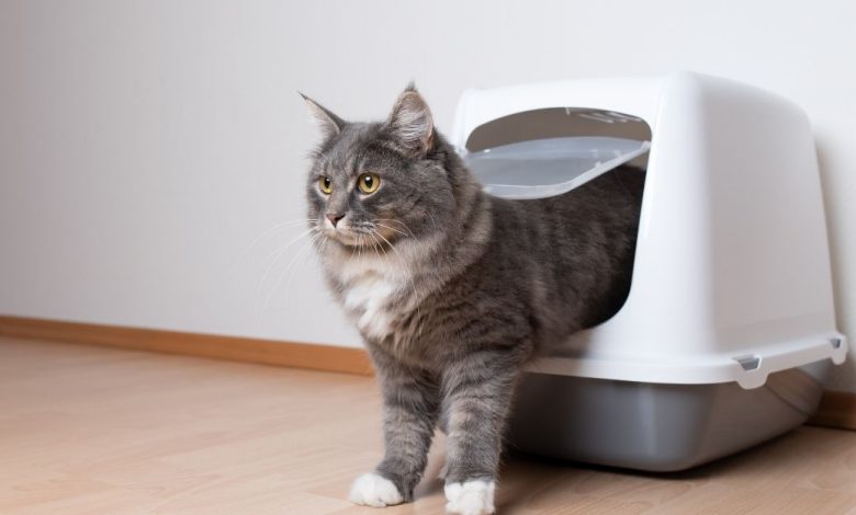 How to Use Cat Litter to Control Your Cat's Odor