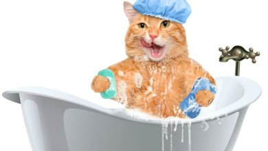 The Best Flea Shampoo for Cats