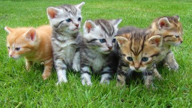 Top 8 Best Ways To Keep Cats Cool In Summer