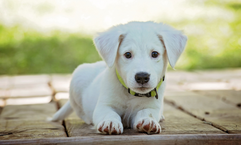 EMOTIONAL SUPPORT ANIMAL LETTER NORTH TEXAS